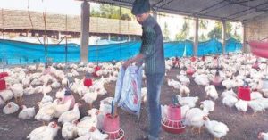 Poultry Industry News