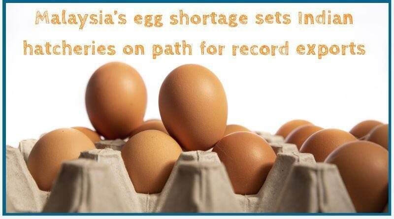 Malaysia’s egg shortage sets Indian hatcheries on path for record exports